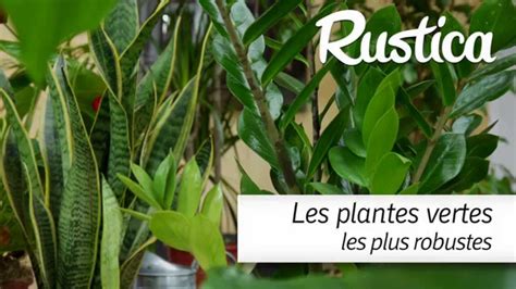 Les plantes aromatiques et médicinales (pam) au maroc. Les plantes vertes les plus faciles - YouTube
