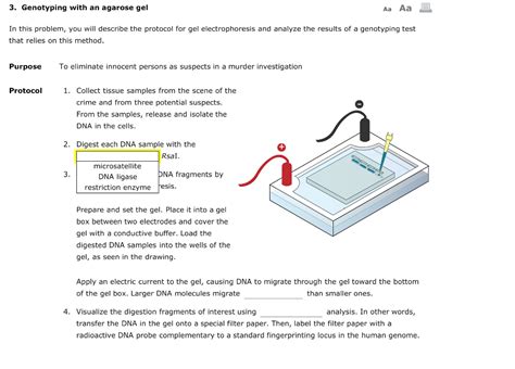 Solved Genotyping With An Agarose Gel Aa Aa In This Chegg Com