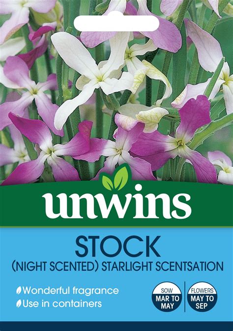 Stock Night Scented Starlight Scentsation Vegetable And Flower Seeds