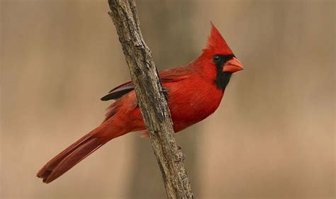 What Is The State Bird Of Ohio The Northern Cardinal