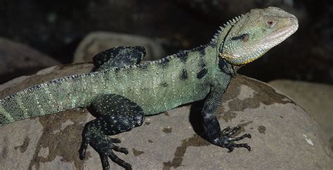 Water dragon nation needs our help! Animals | Murray-Darling Basin Authority