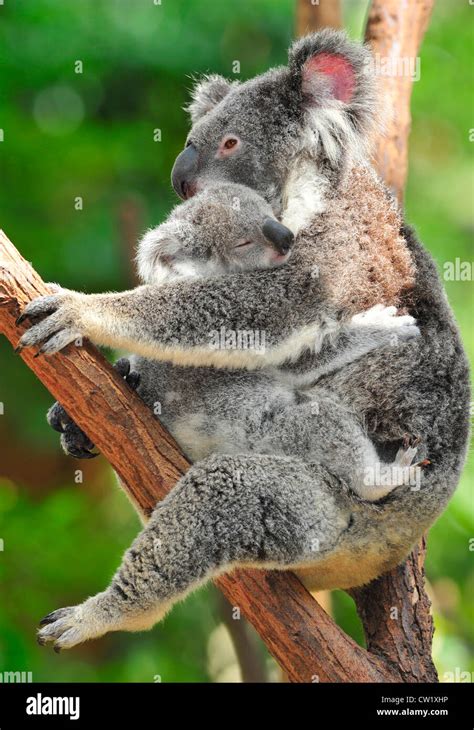 Koala Bear Mother Holding Cute Baby Joey In Arms In Eucalyptus Treenew