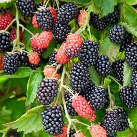 Blackberry trees and bushes for sale. Blackberry Seeds - GIANT LOCH NESS - Rare - Huge Berries ...