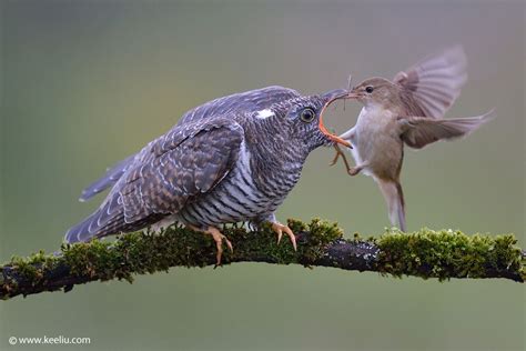 Maybe you would like to learn more about one of these? Baby cuckoo being fed by adoptive parent - post in 2020 ...