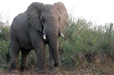 Fileafrican Bull Elephant Wikimedia Commons