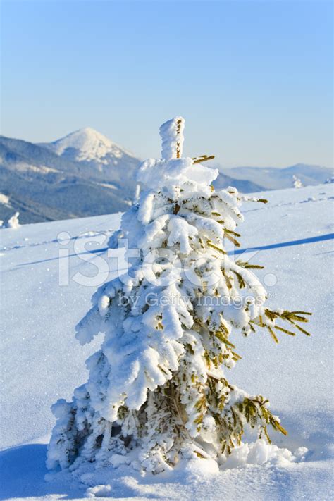 Winter Fir Tree Stock Photos