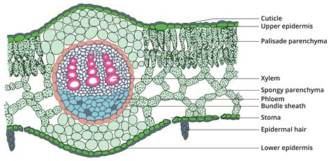 Plant Tissue System And Plant Anatomy — Task Science State Board