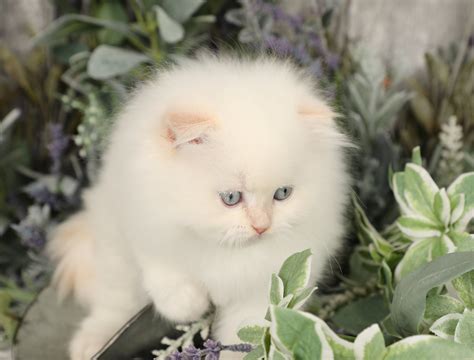 Check spelling or type a new query. Mork - Flame Point Himalayan Fold Kitten For SaleDesigner ...