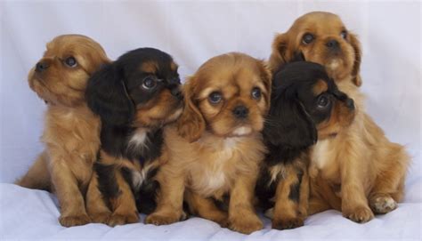 Types of animals in english with useful list and animal pictures. Collective nouns - Cavalier King Charles Spaniel Blog - Mokido