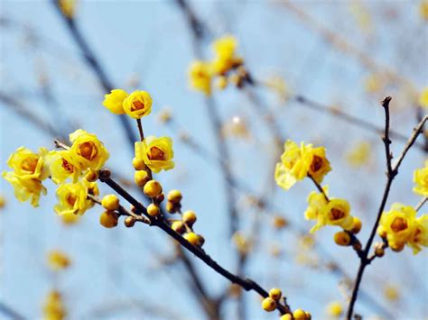 Wintersweet With Images Winter Plants Plants Winter Flowers
