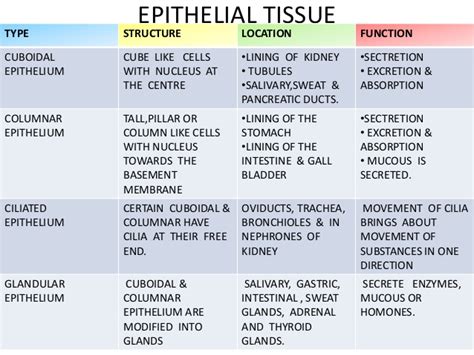 Check spelling or type a new query. Animal tissues, 9 cbse