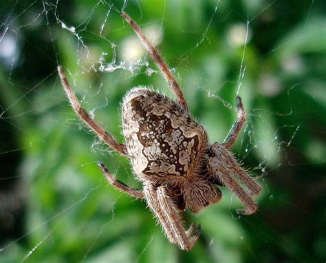 Australian Garden Orb Weaver Spider Poisonous - Bios Pics