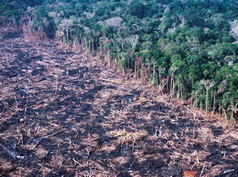 The Face Of Deforestation In The Peruvian Amazon Slash And Burn As We