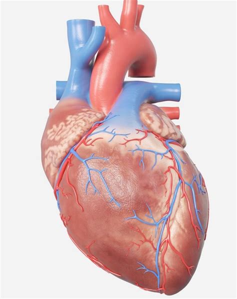 The Circulatory System Of The Human Body Educational Resources K12