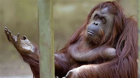 La Orangutana Sandra Será Trasladada A Un Santuario De Estados Unidos