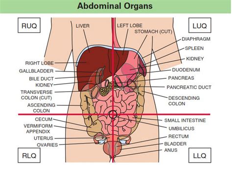 Abdominal Quadrants Organs In The Abdominal Quadrants Human Anatomy Images