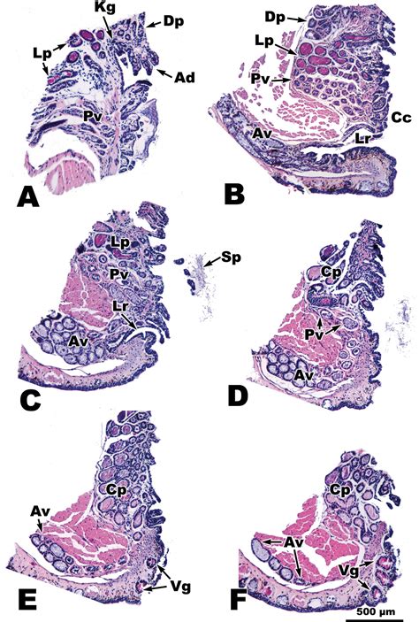 A Description Of The Skin Glands And Cloacal Morphology Of The