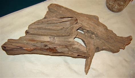 Petrified Driftwood Rrockhounds