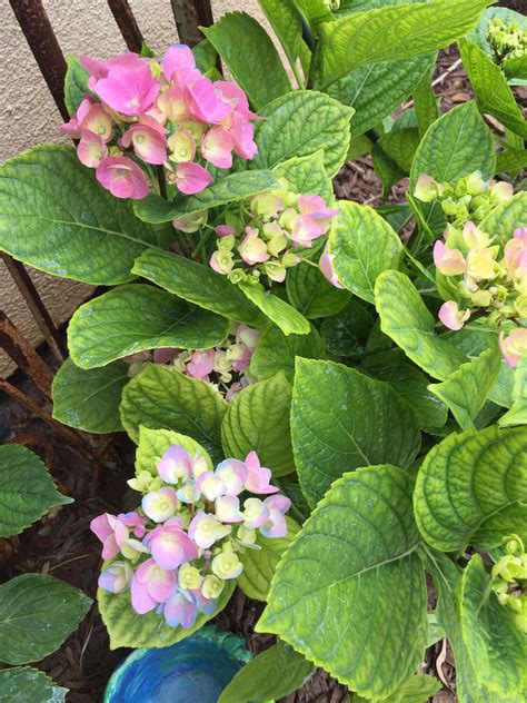 Blue hydrangea flowers turning green. Tried turning my hydrangeas blue for the first time Should ...
