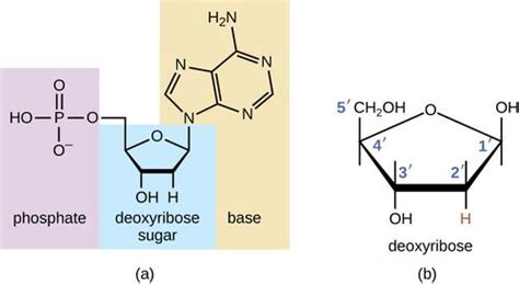 The three parts of a nucleotide are the base, . Explanation of 3 Parts of a Nucleotide and Nucleotide Examples
