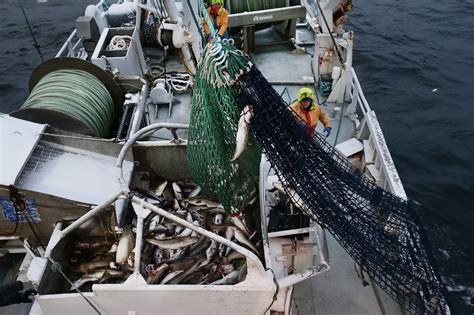 Fiskebestand Fiskekvoter Kystfiskets Brutale Effektivitet