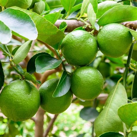 Large Citrus Aurantifolia Lime Tree 70 80cms Tree Tropical And Exotic
