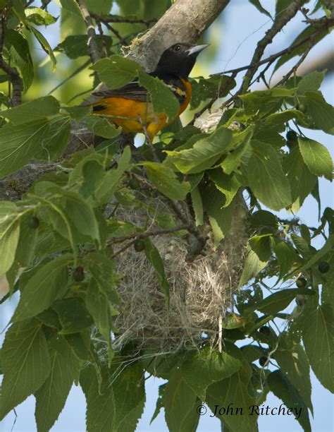 Baltimore Oriole At Nest An Active Nest Is A Perfect Place Flickr