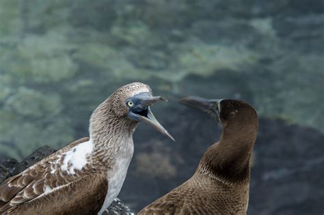 El Niño In The Galapagos Islands Everything You Need To Know