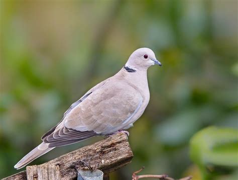 All The Types Of Doves From Madagascar To The Andes Outforia