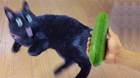 Funny Cats Vs Cucumber Funniest Cat Videos Cat Strikes