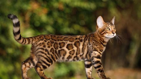 17 Fascinating Facts About Bengal Cats