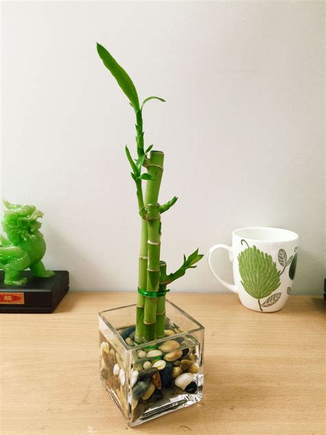Bamboo in a pot will generally stay very well contained, without the rhizome roots getting into your vegetable patch or wrapping around underground things like irrigation. 1 LUCKY BAMBOO RIBBON PLANT EVERGREEN INDOOR BONSAI IN ...