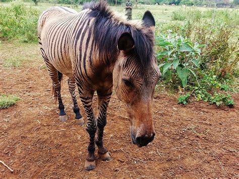Zorse, a zebra horse hybrid : pics