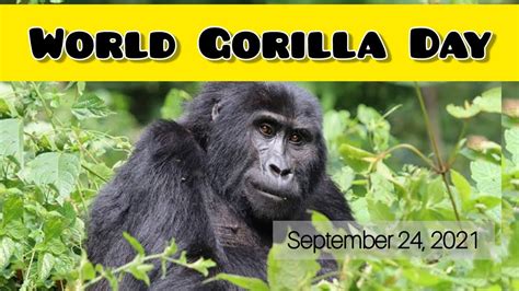 World Gorilla Day 2021 Easy Lines On World Gorilla Day September 24