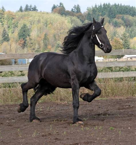 Friesian Wetcanvas Reference Image Library Flickr