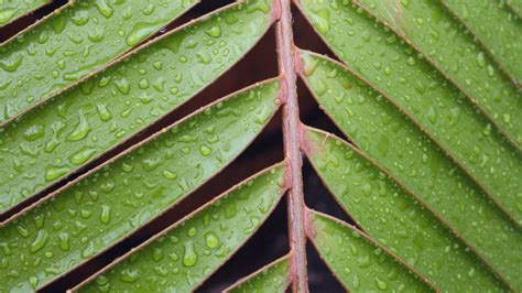 Nature Leaves Closeup Macro Green Water Drops Wallpapers Hd
