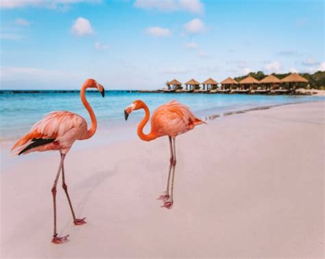 Flamingo Beach Aruba How To Get A Renaissance Island Day Pass 2023