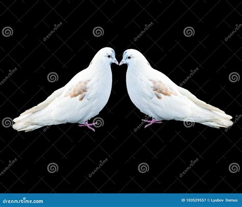 Two Birds White Dove With A Kiss Stock Image Image Of Dove Pigeon