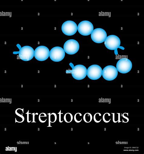 Streptococcus Structure Bacteria Streptococcus Infographics Vector