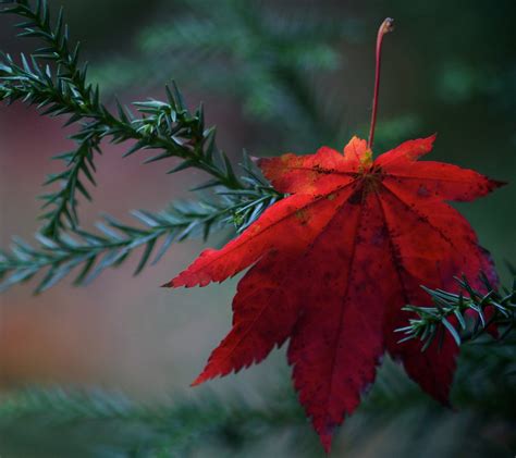 40 lebih gambar daun yang segar segar termasuk daun berwaarna hijau dan coklat. Gambar Wallpaper Daun Hijau - Gudang Wallpaper