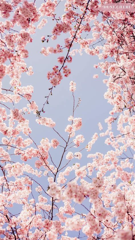 We did not find results for: Sakura Tree Aesthetic Wallpapers - Wallpaper Cave