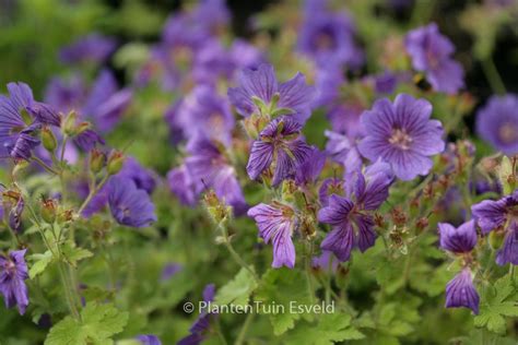 Geranium ‘alan Mayes De Bloeimeesters