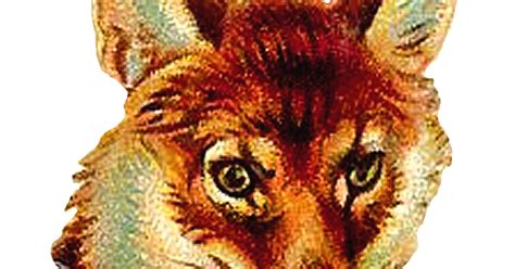 Antique Images Digital Fox Clip Art Download Of Animal Portrait