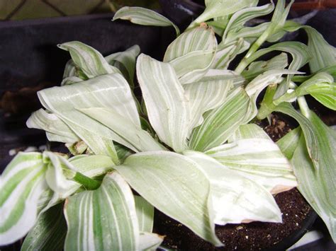 Check spelling or type a new query. The Plant Princess: 6 Kinds of Variegated Wandering Jew ...