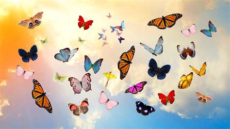 Exquisite Butterfly Desktop Backgrounds For Delicate Beauty