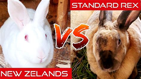 What Is The Best Meat Rabbit Breed Youtube