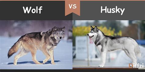 Wolf Vs Husky Difference