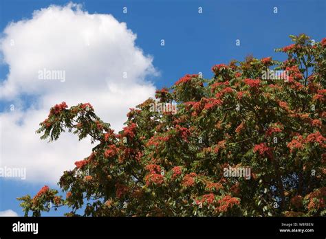 Tree Of Heaven Ailanthus Varnish Tree Or In Chinese As Chouchun