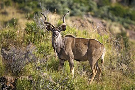 Lesser kudu are nocturnal and matinine crepuscular. Kudu | mammal | Britannica