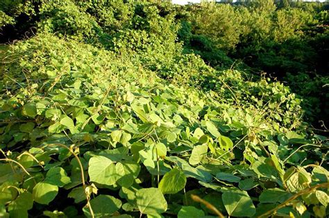 Kudzu Invasive Plant That Took Over The Southern United States